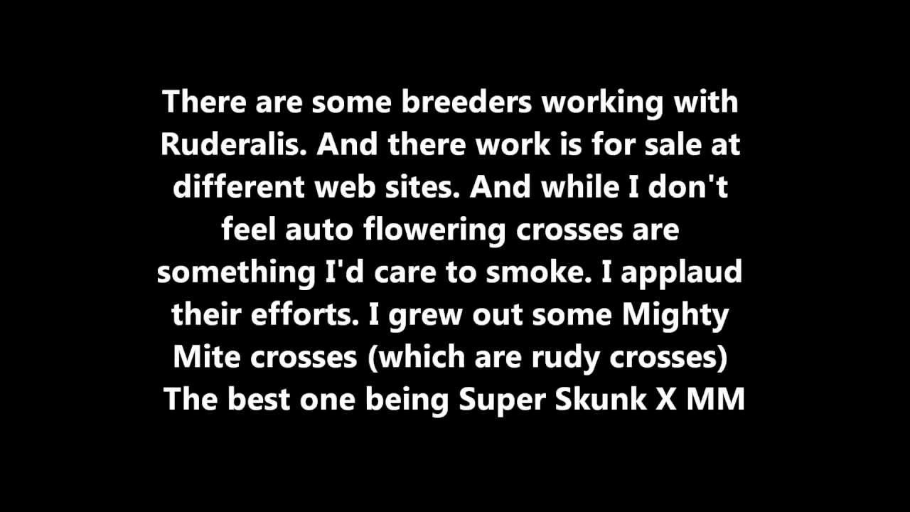 Breeding with hemp and auto flowering cannabis