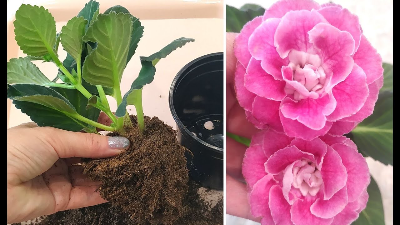 ГЛОКСИНИЯ 🌺 Укоренение  и размножение  МАКУШКАМИ