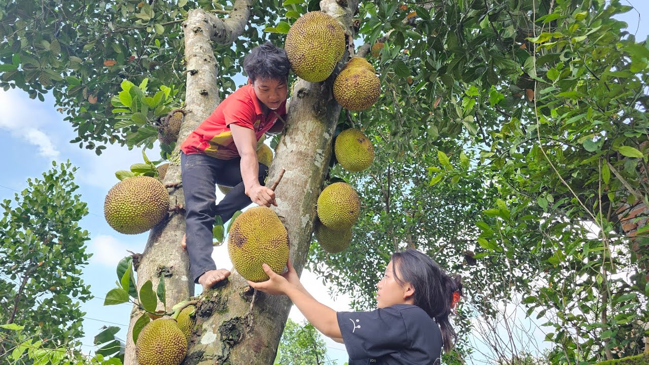 Let's go together to harvest Jackfruit and build a trellis for Bean trees