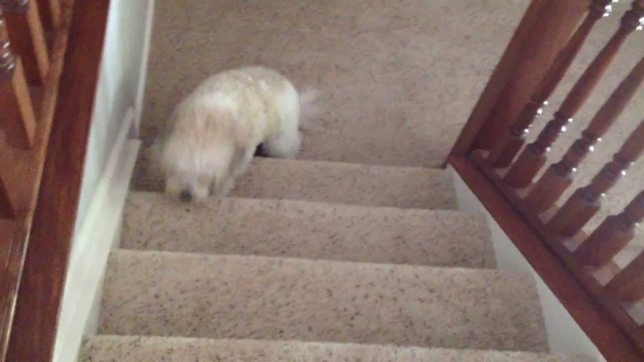 The Walk of Shame Guilty Dog Milly the Cavachon