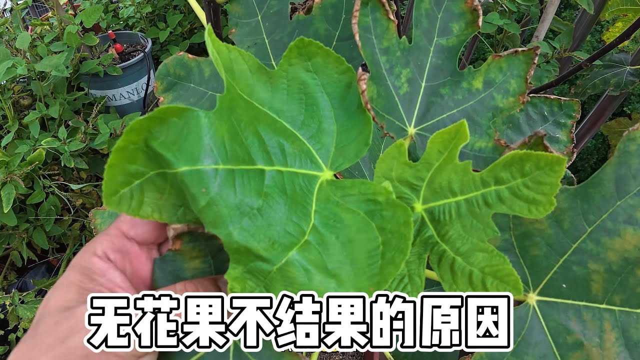 6月中旬盆栽无花果，不结果的原因  #无花果修剪 #无花果采摘