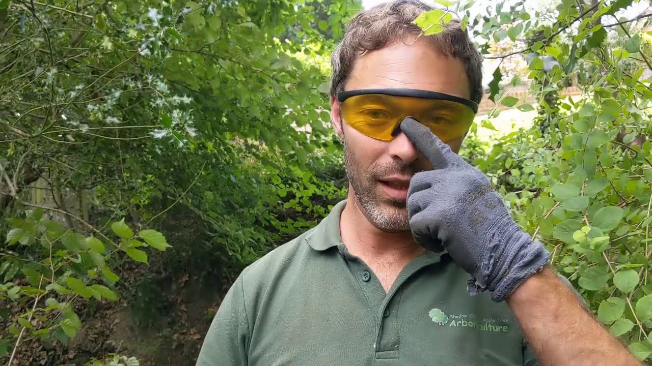 [Matt The Tree Man]- 4 Oak Reductions, 1 Removal, 1 Leylandii Removal. Big week