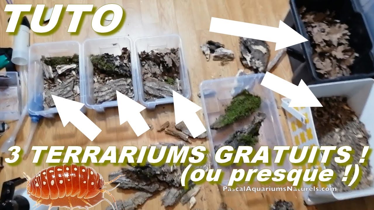 TUTO : 3 terrariums Naturels cloportes (bio actifs) - isopodsmania.fr Pascal Aquariums Naturels