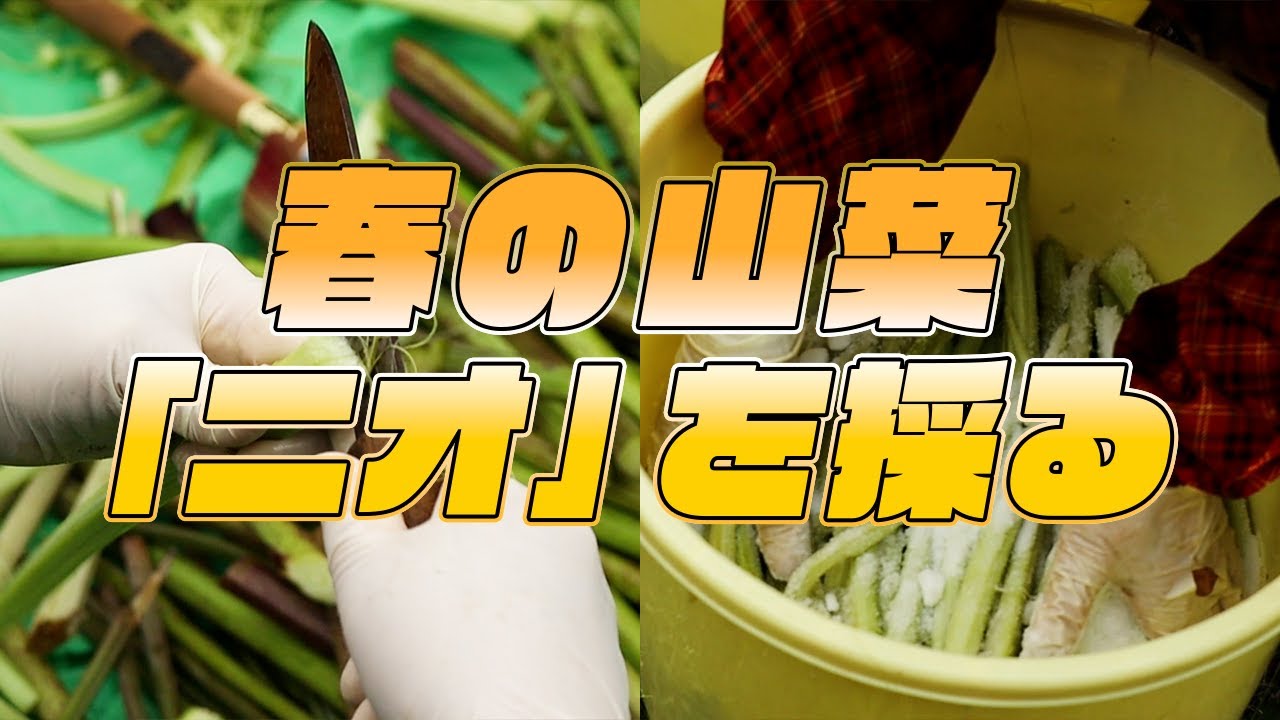 【北海道】春の山菜「ニオ」を採って塩漬けにする【山菜採り】