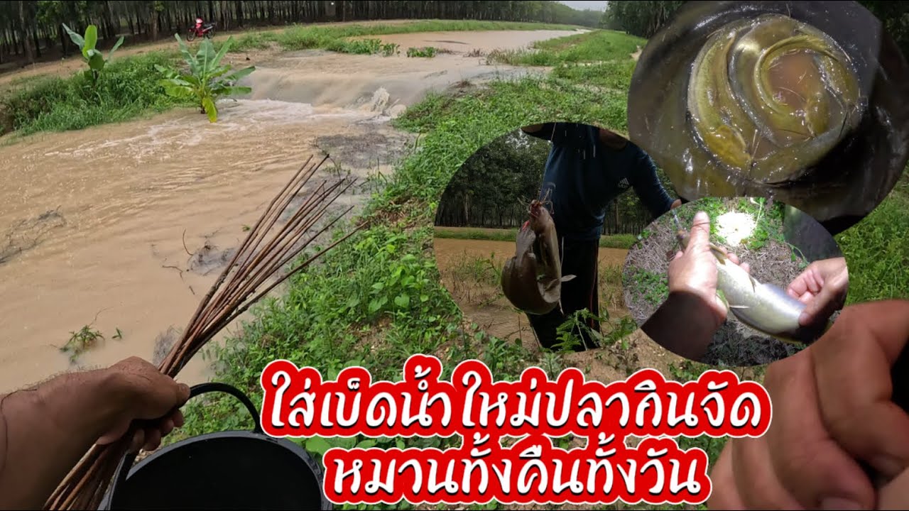 ใส่เบ็ดน้ำใหม่ปลากินจัด หมานทั้งคืนทั้งวัน
