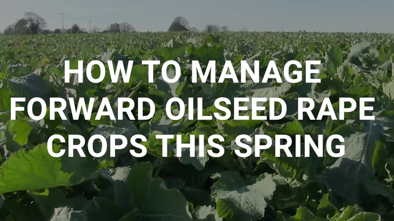 How to manage forward oilseed rape crops this spring