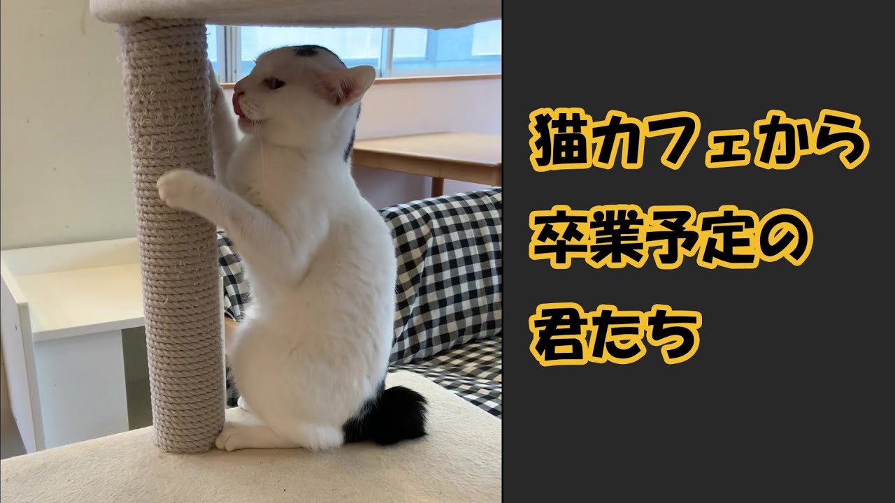 トライアルに行く君たち。 #猫 #保護猫 #保護猫カフェ #トライアル