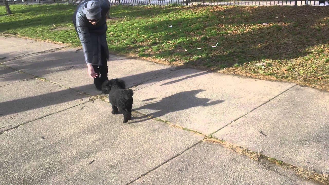 gigi the mini poodle playing fetch