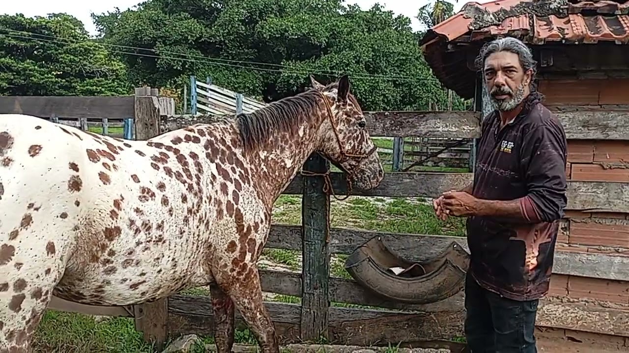 Aplicando remédio no Appaloosa Idaho