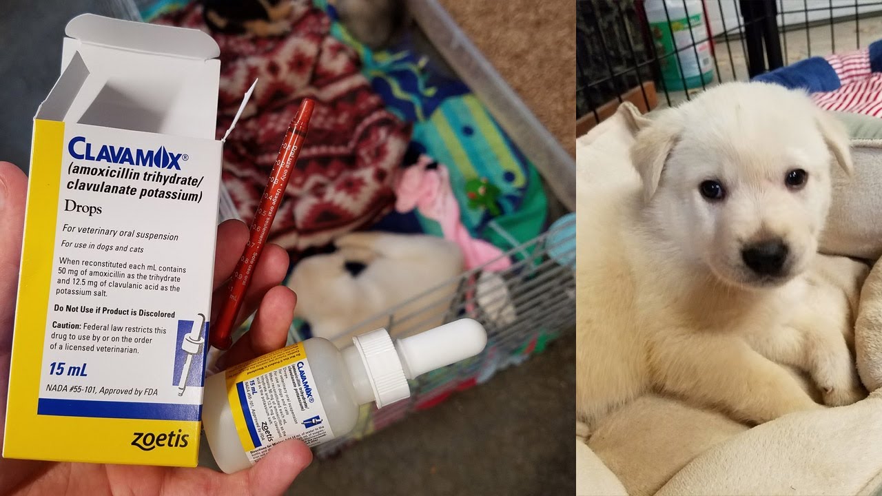 How to Give a Puppy a Liquid, Oral Antibiotic