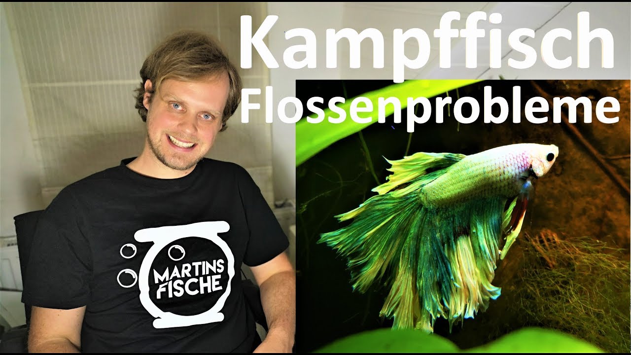 Kampffisch Hochzuchtform - Update und Flossenprobleme