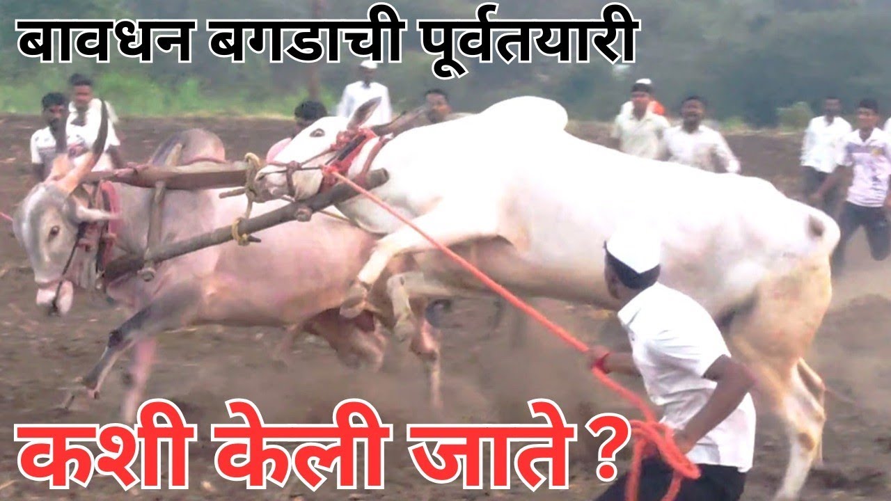 🤞बावधन बगाडाची पूर्वतयारी कशी केली जाते तुम्हाला माहित आहे का ☝️bavdhan bagad purvtayari 2026 ☝️