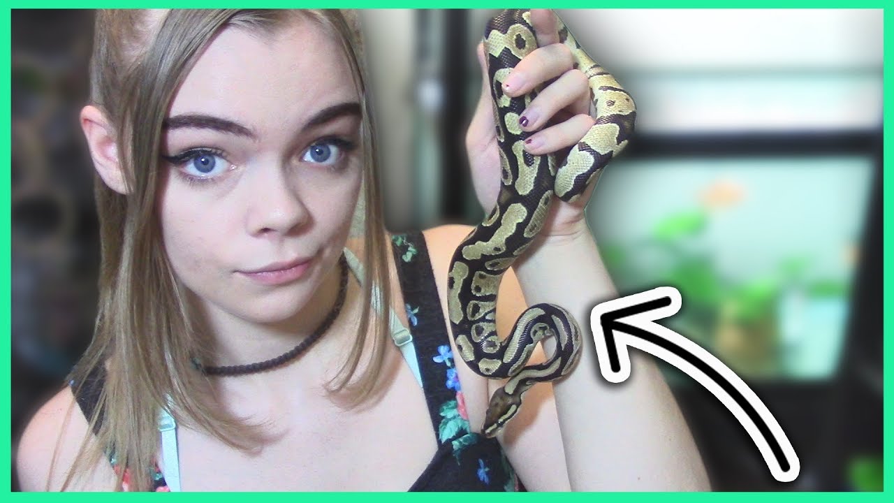 HOW TO TAME YOUR BALL PYTHON!  -Pet Adventures