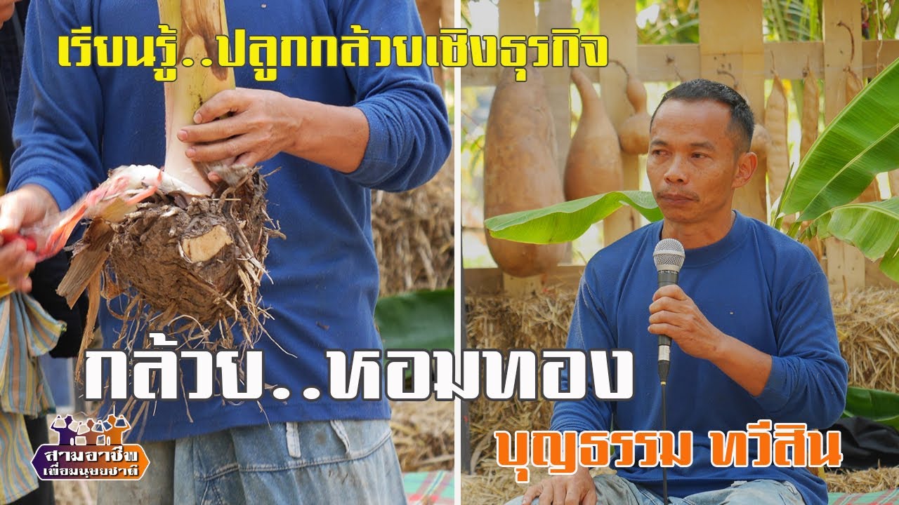เรียนรู้..ปลูกกล้วยเชิงธุรกิจ 