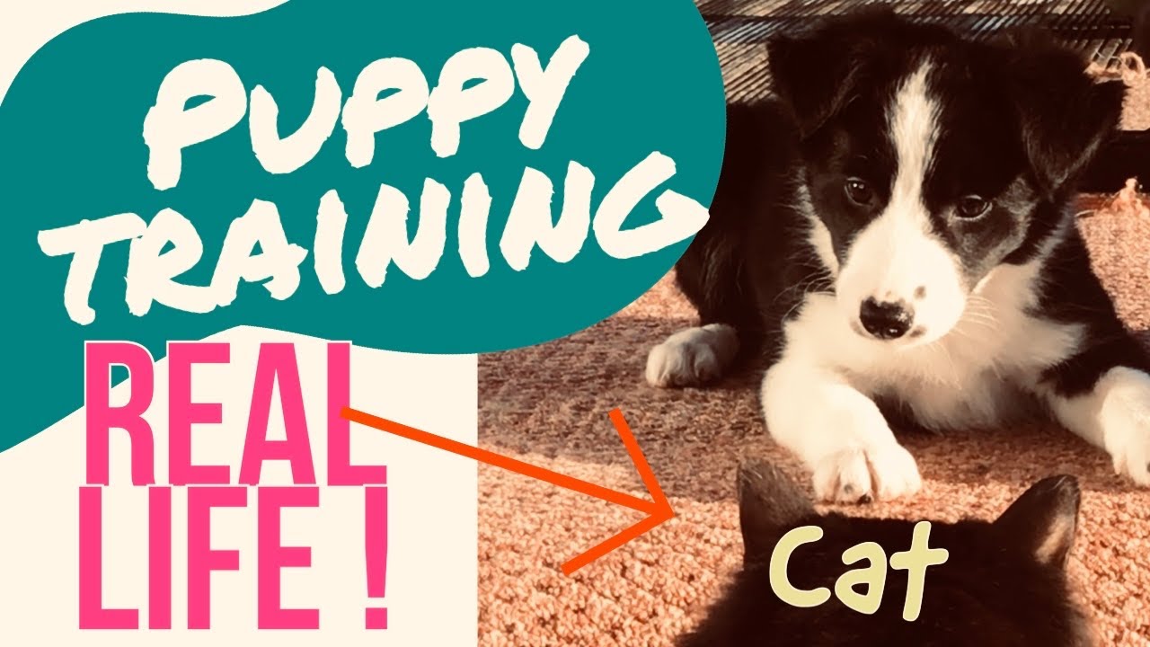 TRAINING A 9 WEEK OLD Border collie PUPPY  | reality With CATS watching