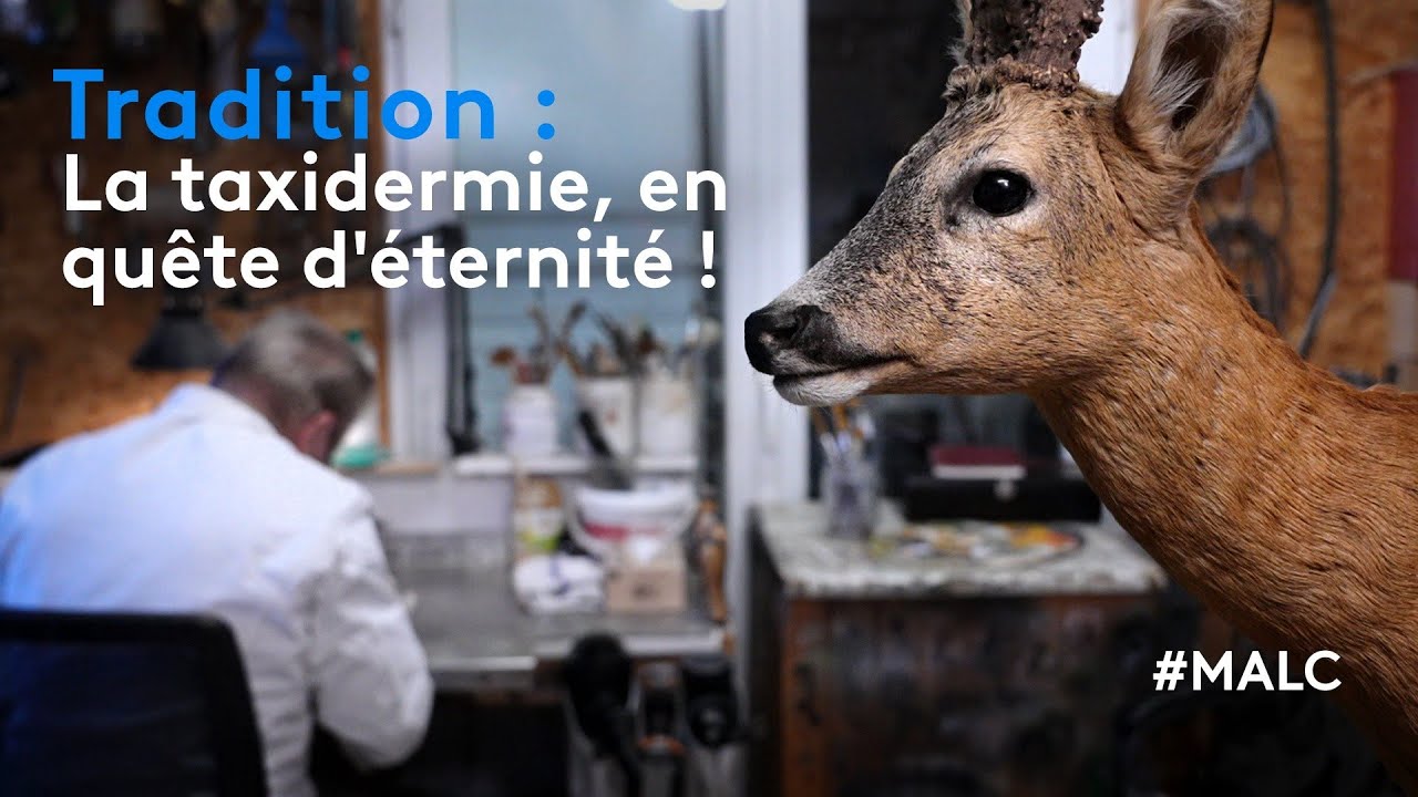 Tradition : la taxidermie, en quête d'éternité !