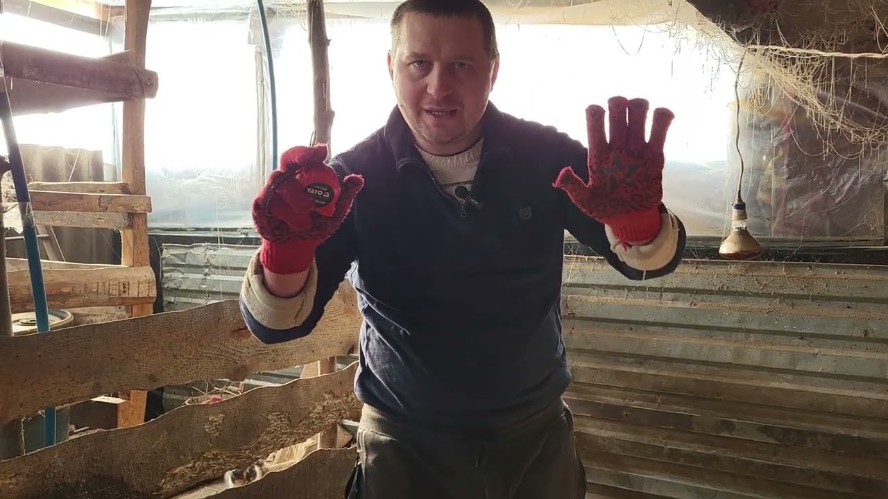 ‼️Переїзд... Останні відео з Мілкою 🐄🥶 5 Місяців відгодівлі 🐖заміри, вага поросят 🐷 #pig #cow #milk 