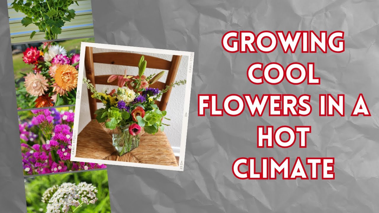Growing Cool Flowers in a Hot Climate: What worked, what failed and what I am changing for next year