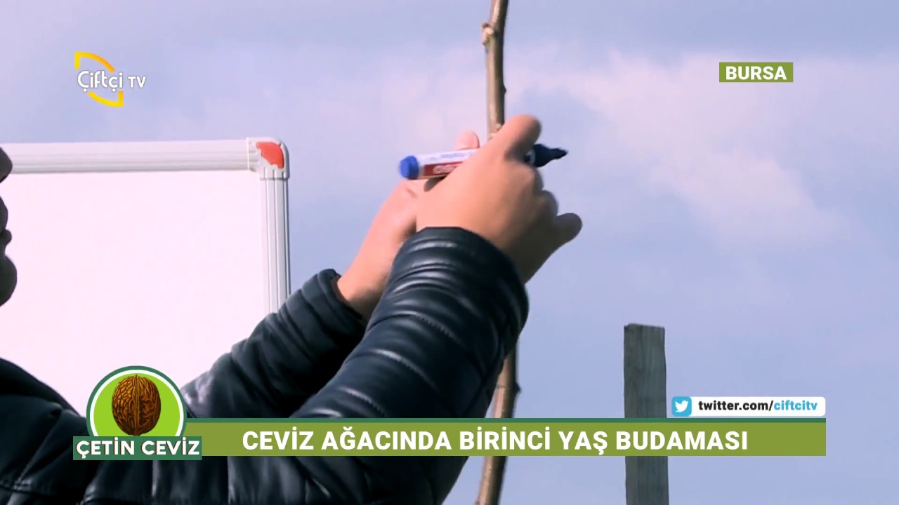 Çetin Ceviz - Ceviz'de 1. Yaş Budaması