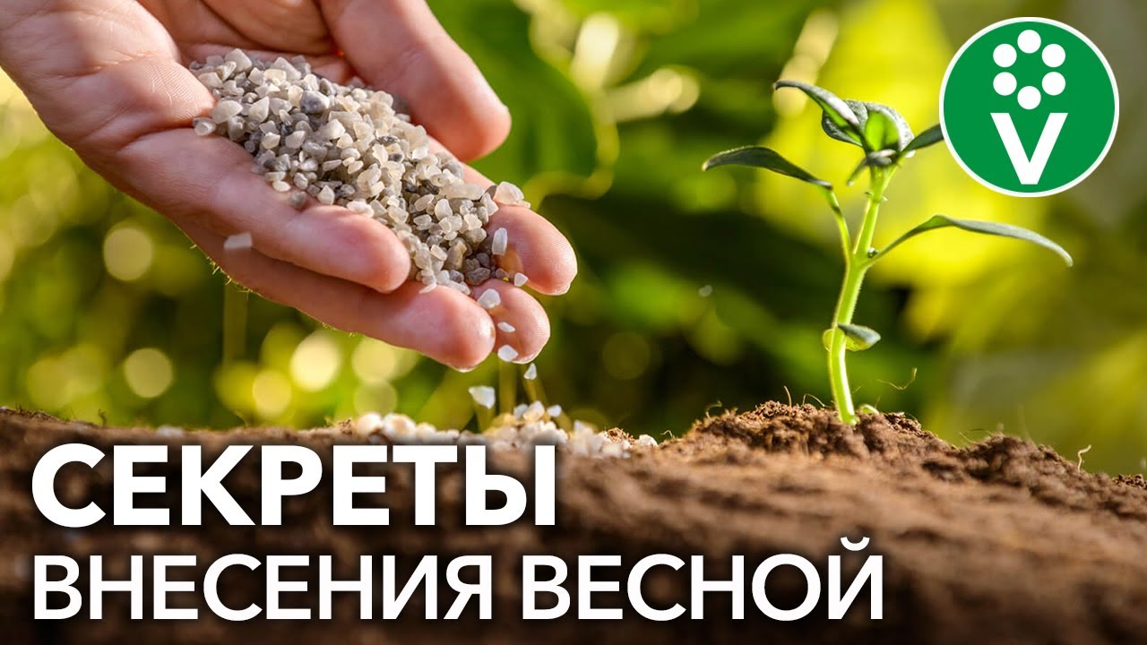 ВЕСНОЙ АЗОТНЫЕ УДОБРЕНИЯ ВНОШУ ТОЛЬКО ТАК! Секрет эффективного внесения азотных удобрений