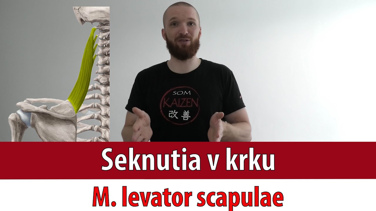 Seknutia v krku | M. levator scapulae