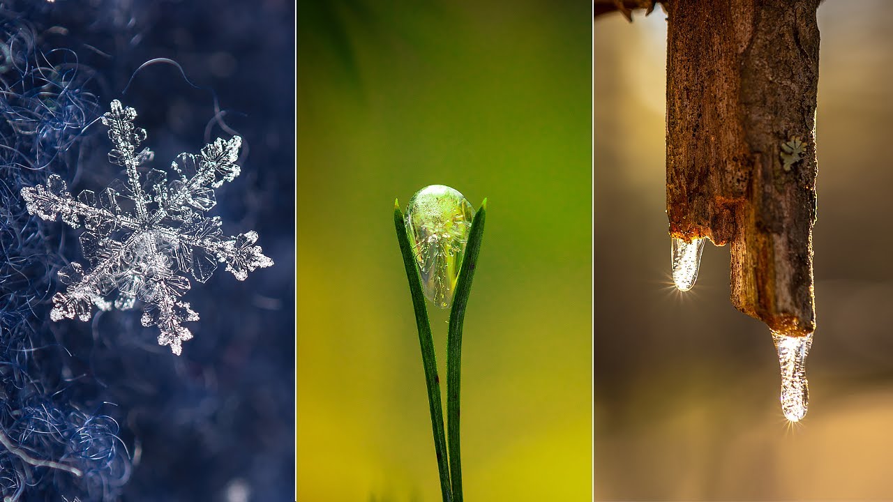 My 5 Best Ideas for Winter Macro Photography