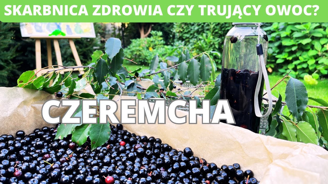 Czeremcha - skarbnica zdrowia czy trujący owoc?