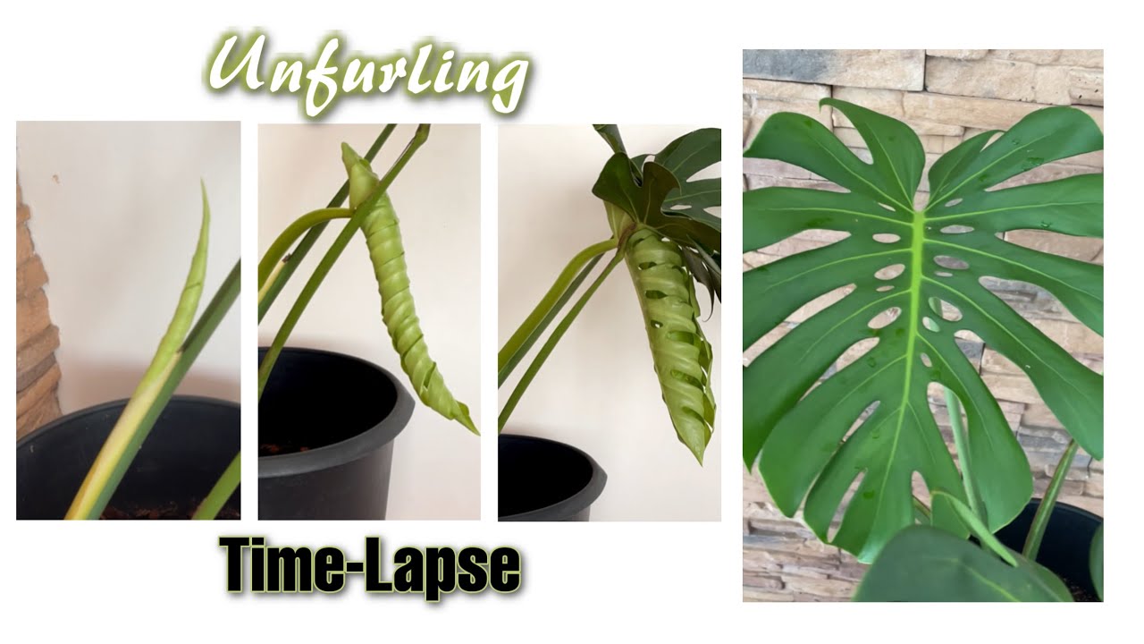 Monstera Deliciosa New Leaf Unfurling 10days Time-lapse #shorts