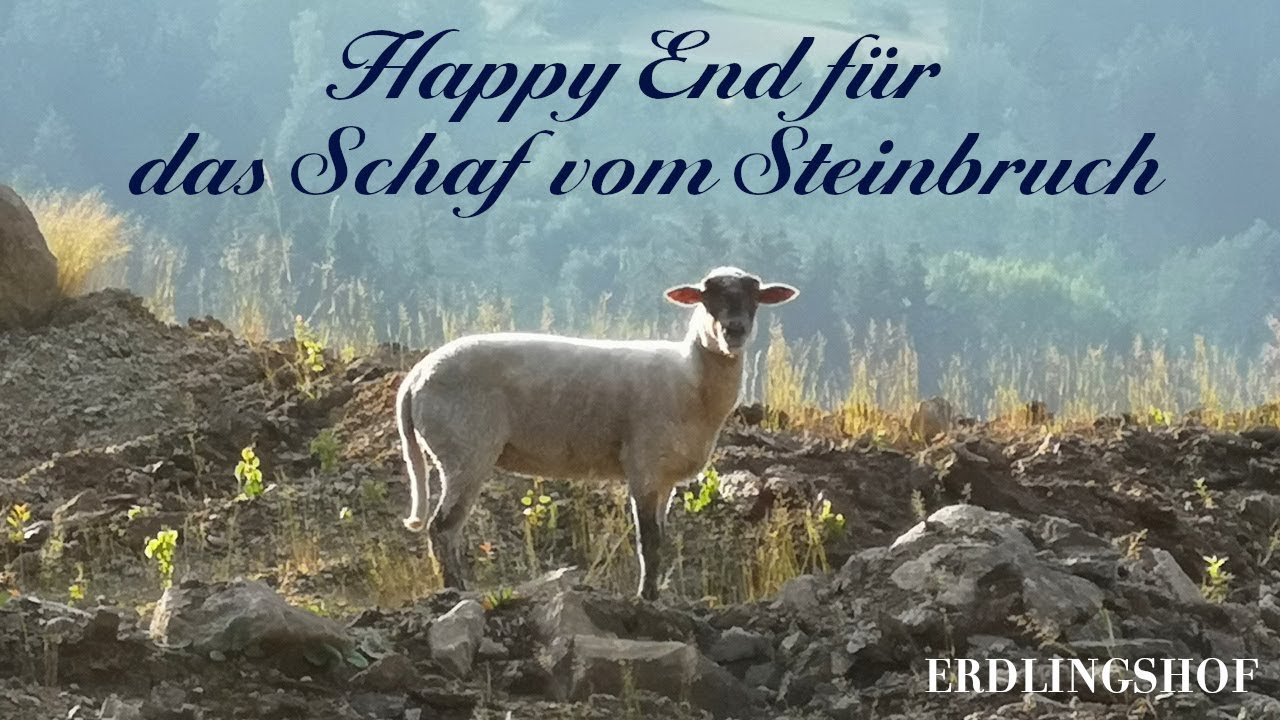 Happy End f&uuml;r das einsame Schaf vom Steinbruch