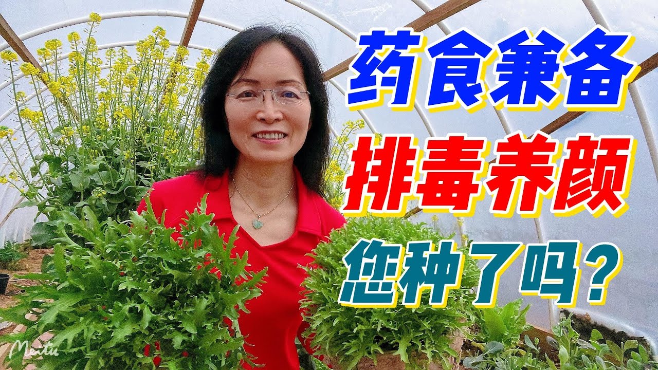 排毒养颜, 药食兼具的营养蔬菜-苦菊. （点击CC观看字幕）#家庭有机种植