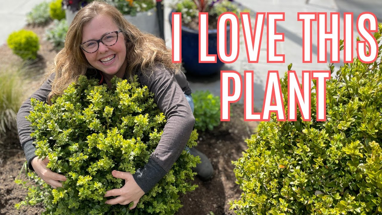 Planting Boxwoods, Fertilizing the Yew Hedge and Thinning the Snapdragons
