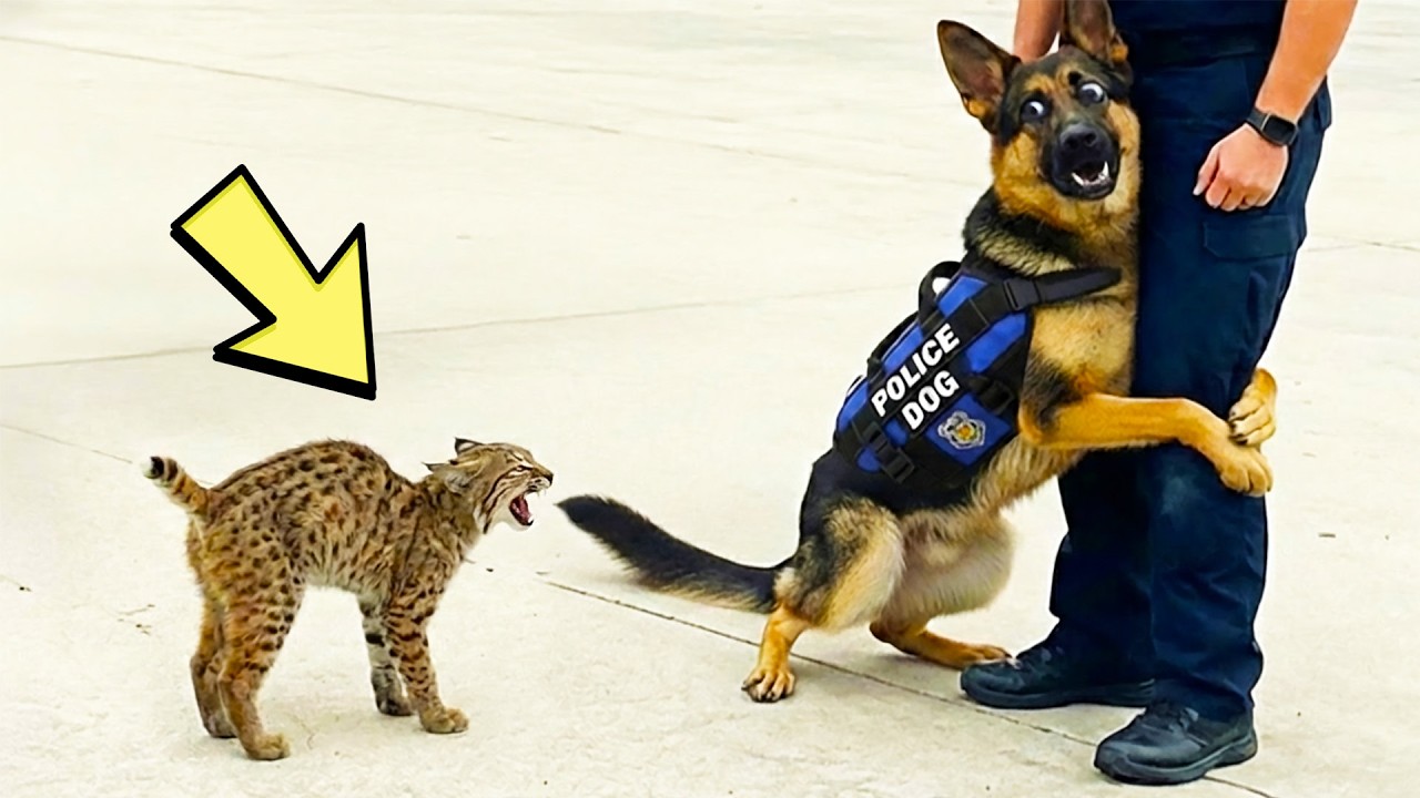 How a Police Dog Saved a Bobcat Kittens — His Spiciest “Suspect” Ever!