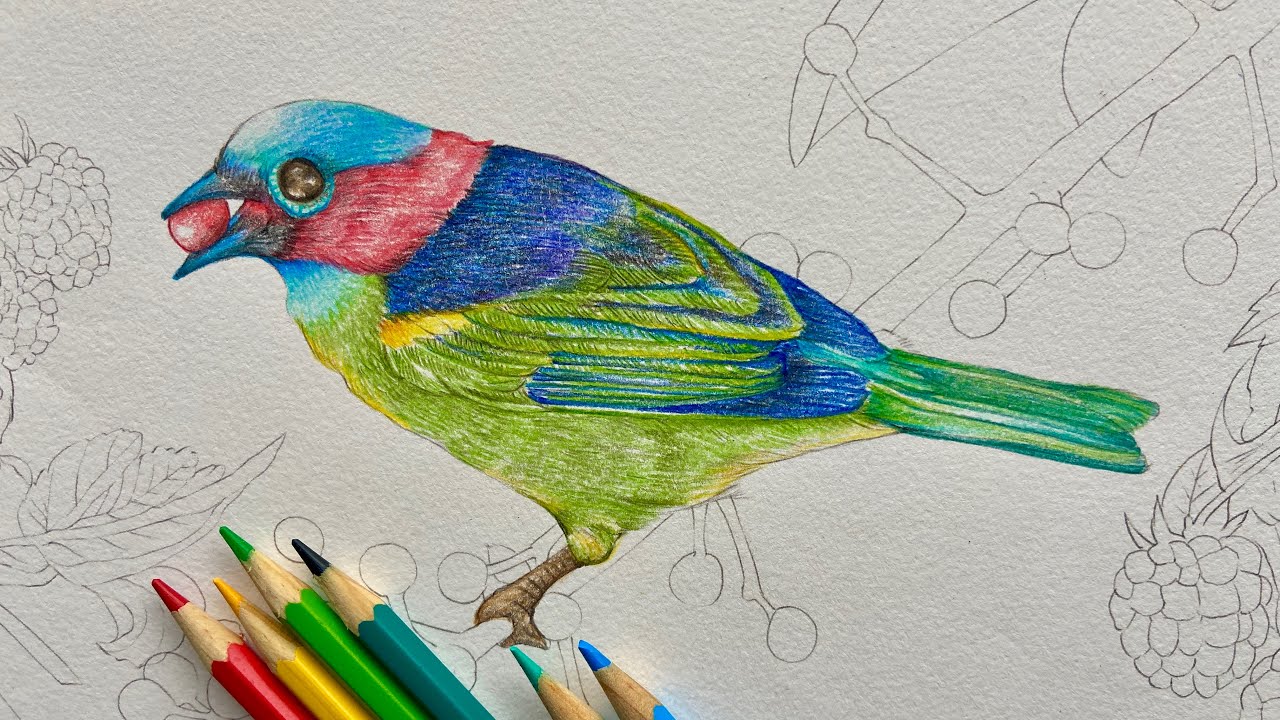 Pintura de pássaro com lápis de cor Faber Castell