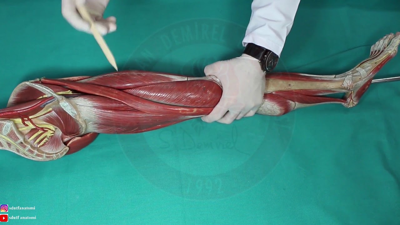 Uyluk Kasları