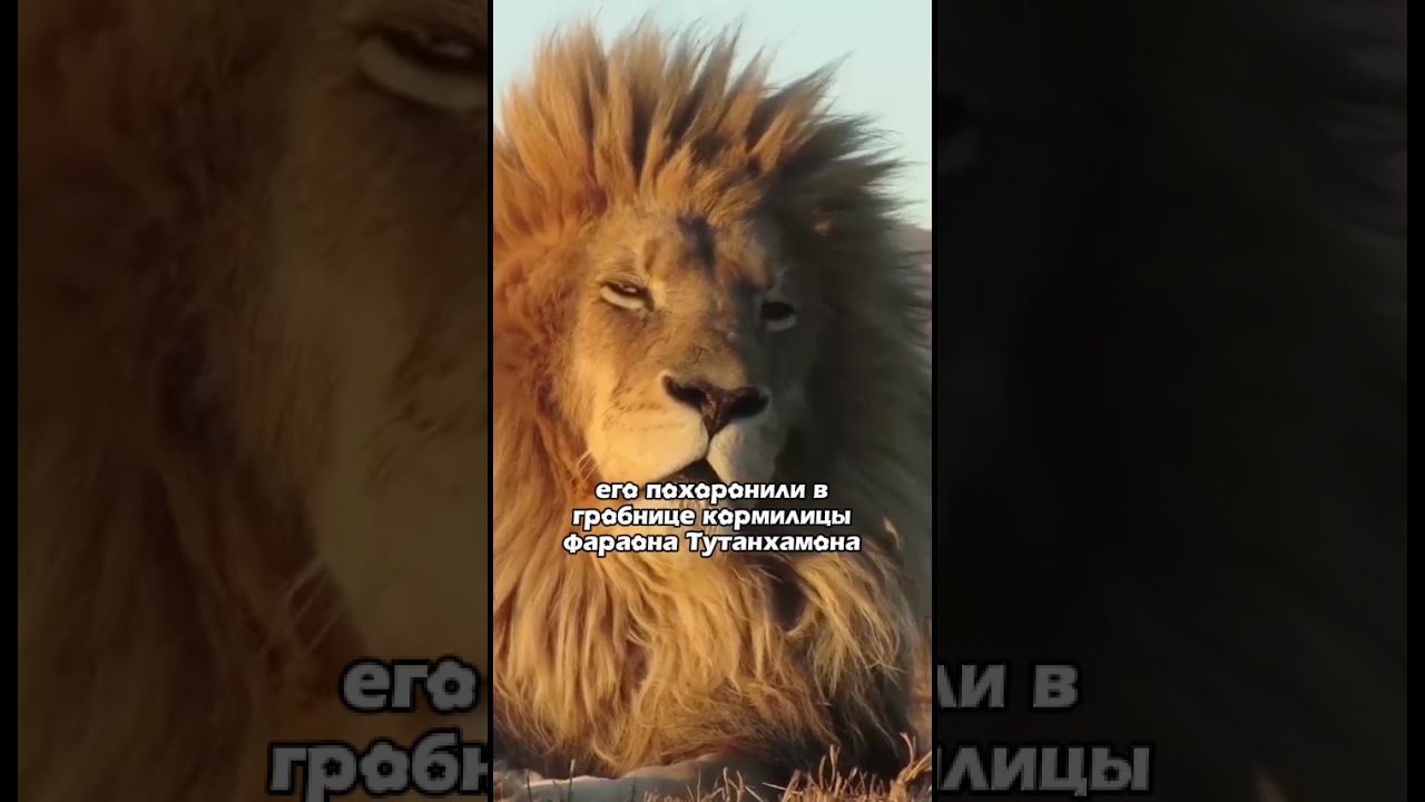 Такого вы точно не знали о львах