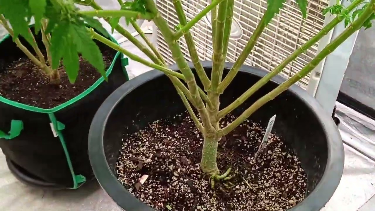 Flowering Kush