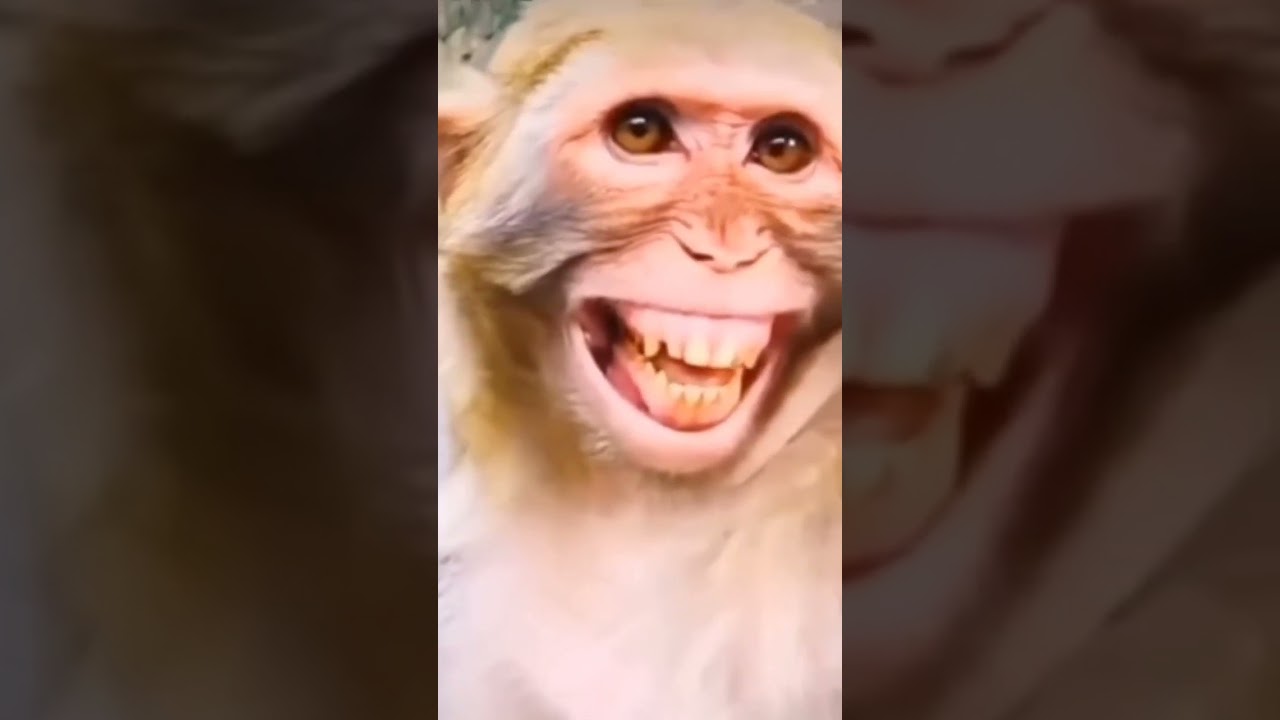 Bandar hansta hai
