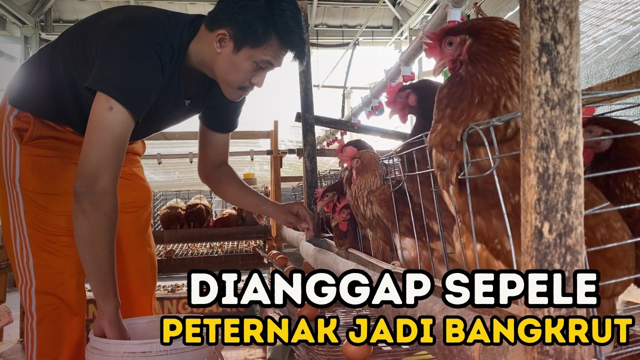 5 KESALAHAN FATAL PEMBUAT BANGKRUT PETERNAK AYAM PETELUR SKALA RUMAHAN