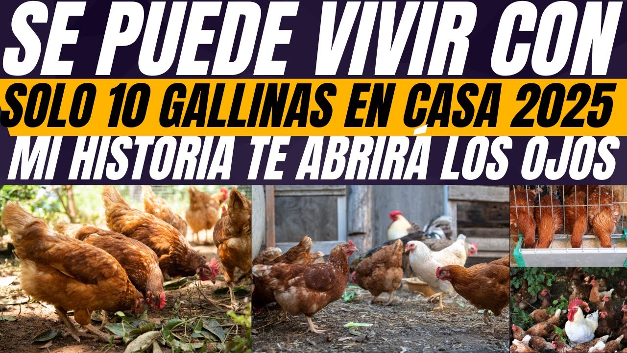 Se puede vivir con solo 10 gallinas  Mi historia te abrirá los ojos y te motivará a intentarlo