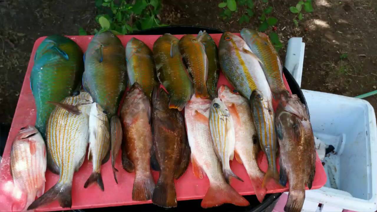 Extreme Rock Fishing Aruba