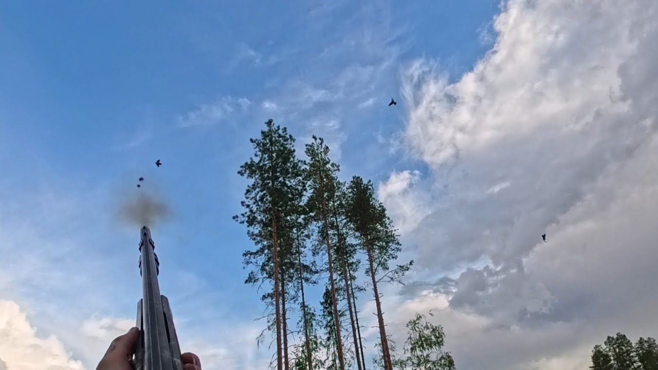 Kyyhkyn avaus 2025, p&auml;iv&auml; 2. &Auml;lytt&ouml;m&auml;sti kyyhky&auml;!! Crazy pigeon hunting!!