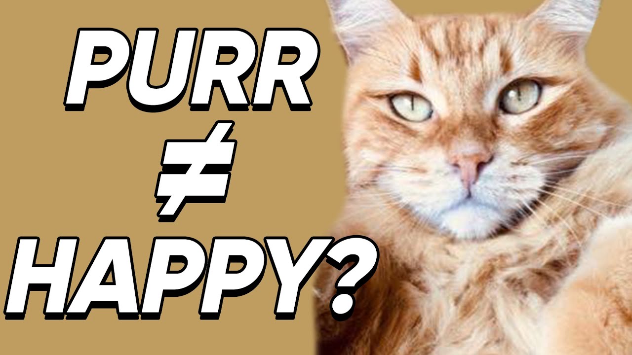 Why Do Cats Purr?