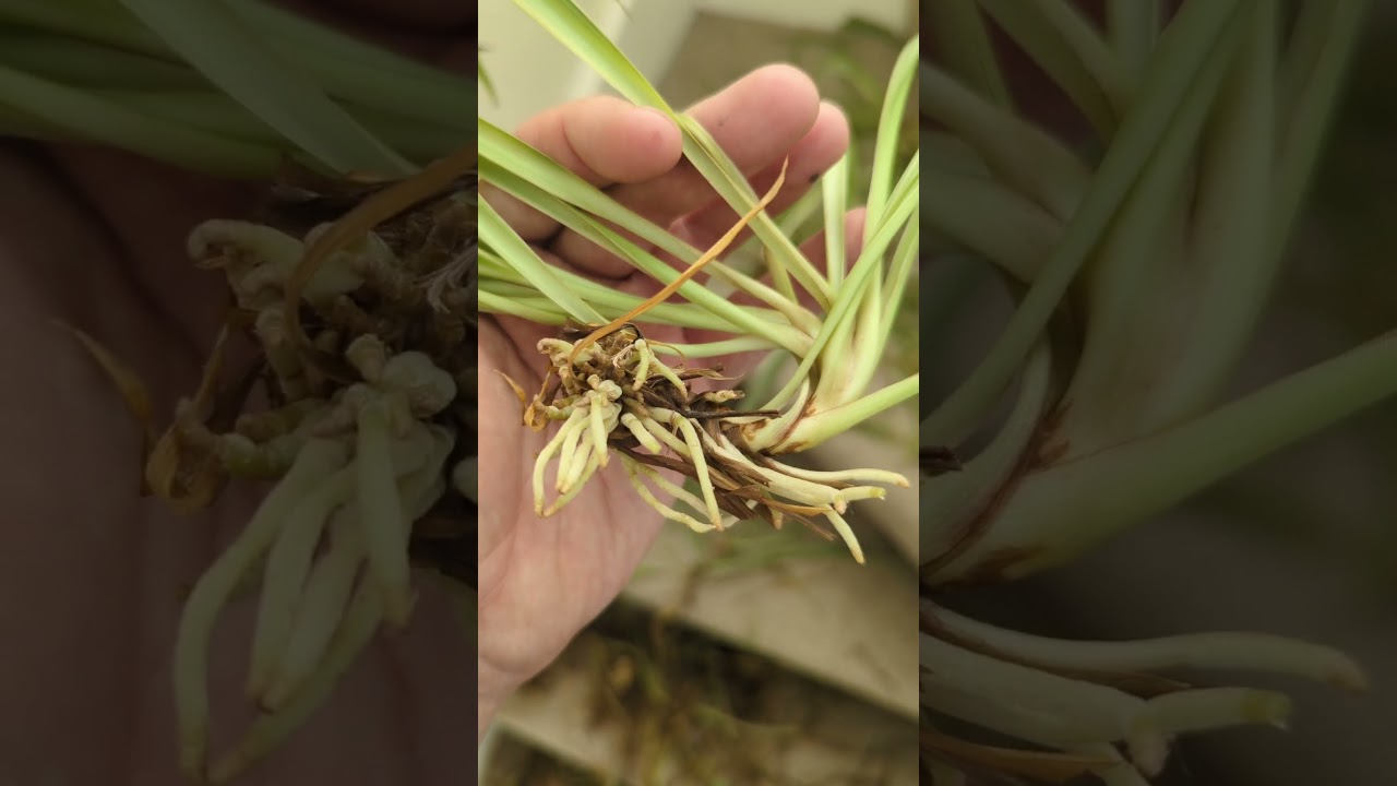 ✂️ Time to pot the spider plant babies #plantsngardens 🌱#spiderplants   #Chlorophytumcomosum