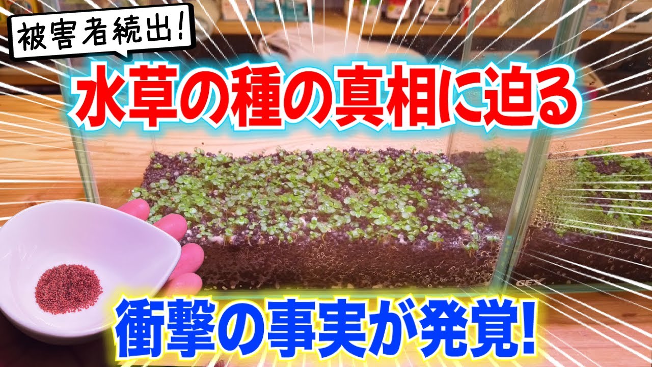 【徹底検証】水草の種の育て方！メリットと驚愕のデメリット〜アクアリウムin地球#56