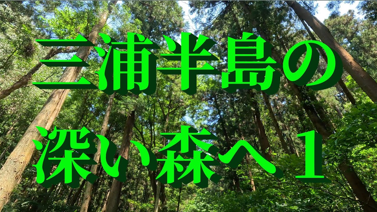 三浦半島の深い森へ１/7　( 4K UHD)　2025 . 6