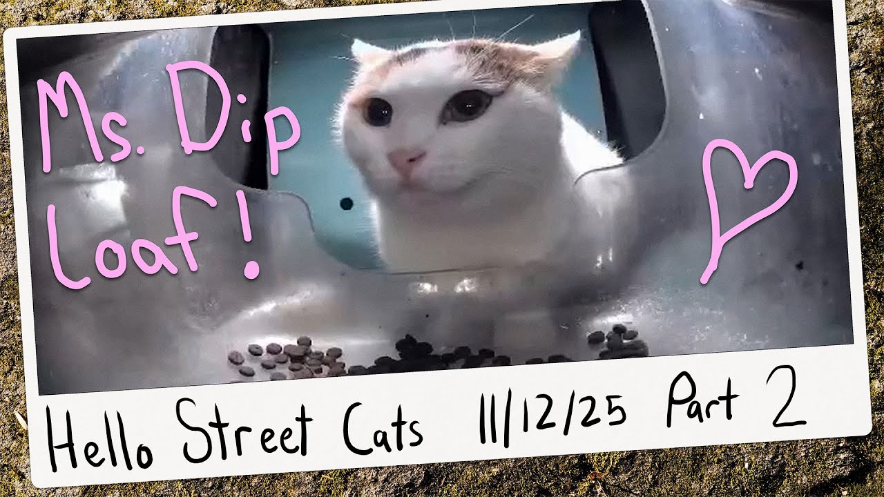 Ms. Dip Plops Down a Magnificent Loaf! 😺💞 Hello Street Cat Archive 11/12/25 Pt 2