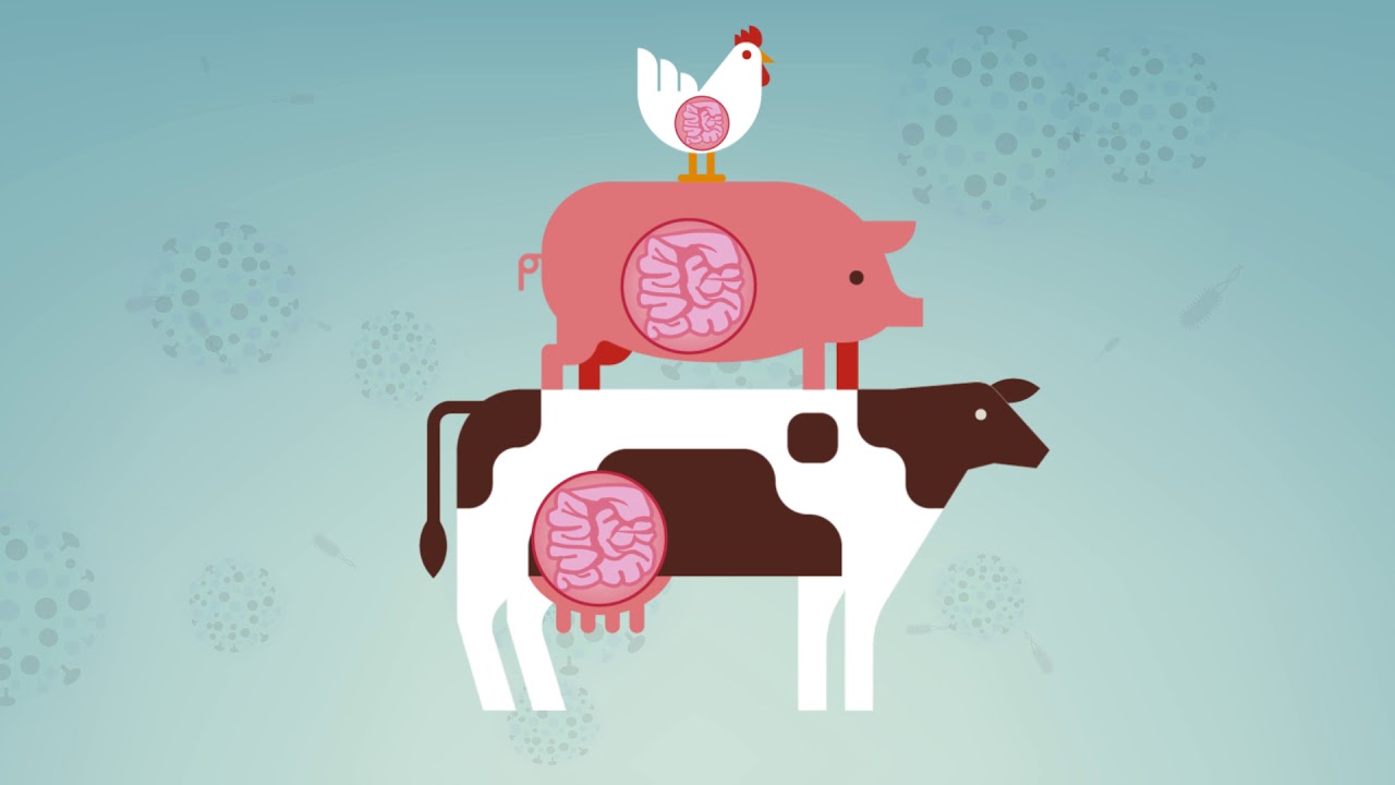 AMR - How Antibiotic Resistance Spreads | US