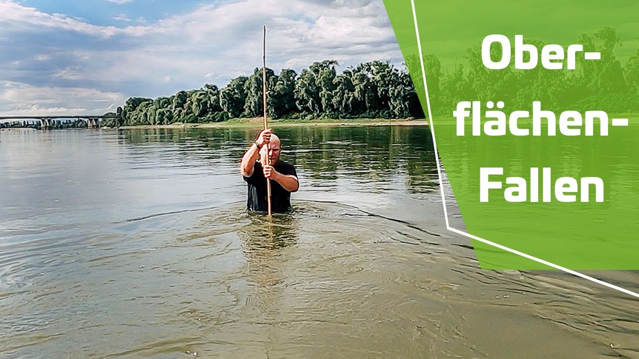 Flache Räuber | Im SOMMER auf WALLER am FLUSS