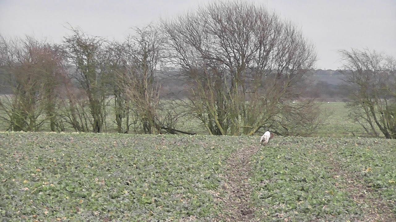 Misty on a tricky hare february