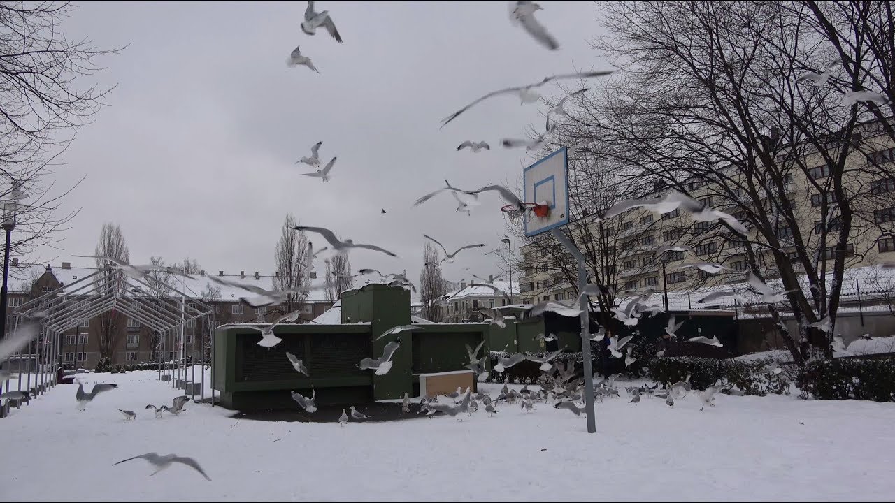 Lots of seagulls, Oslo